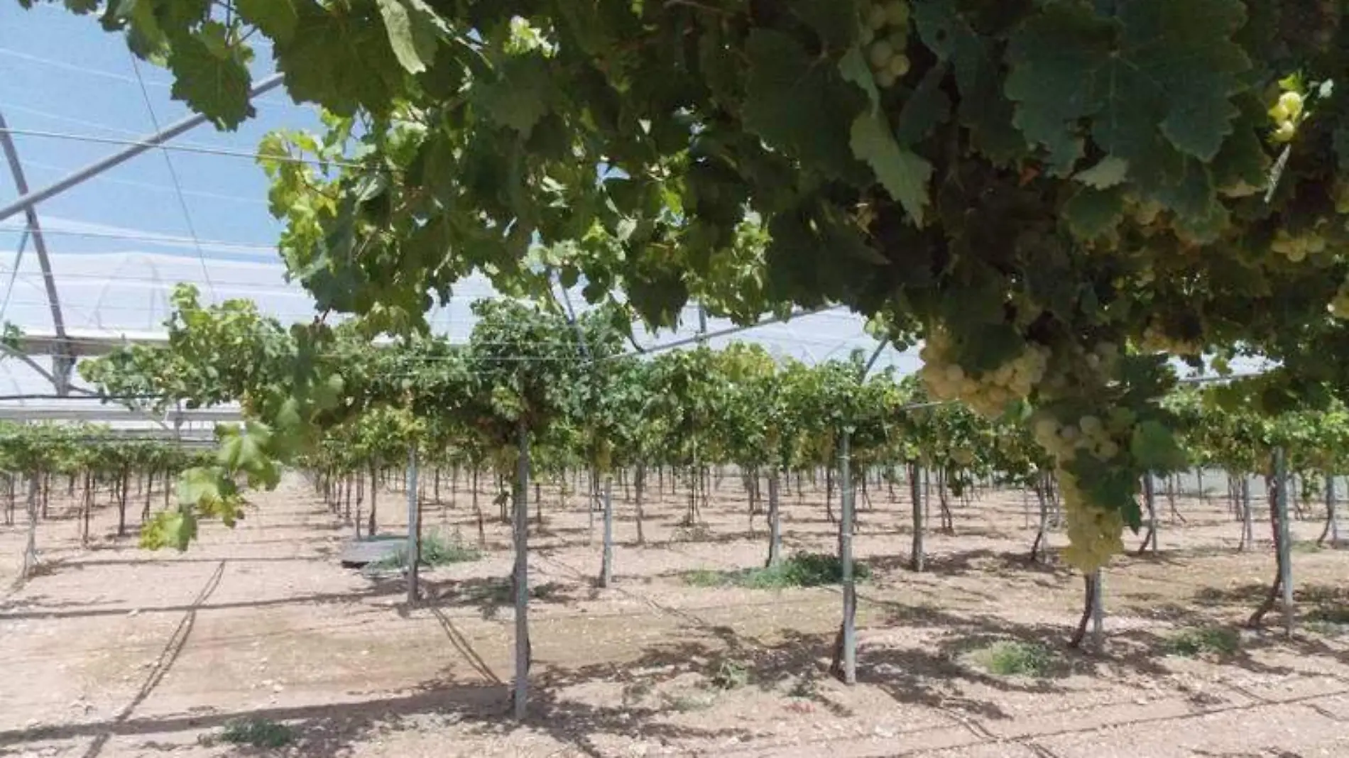 Productores cambian nogales por viñedos